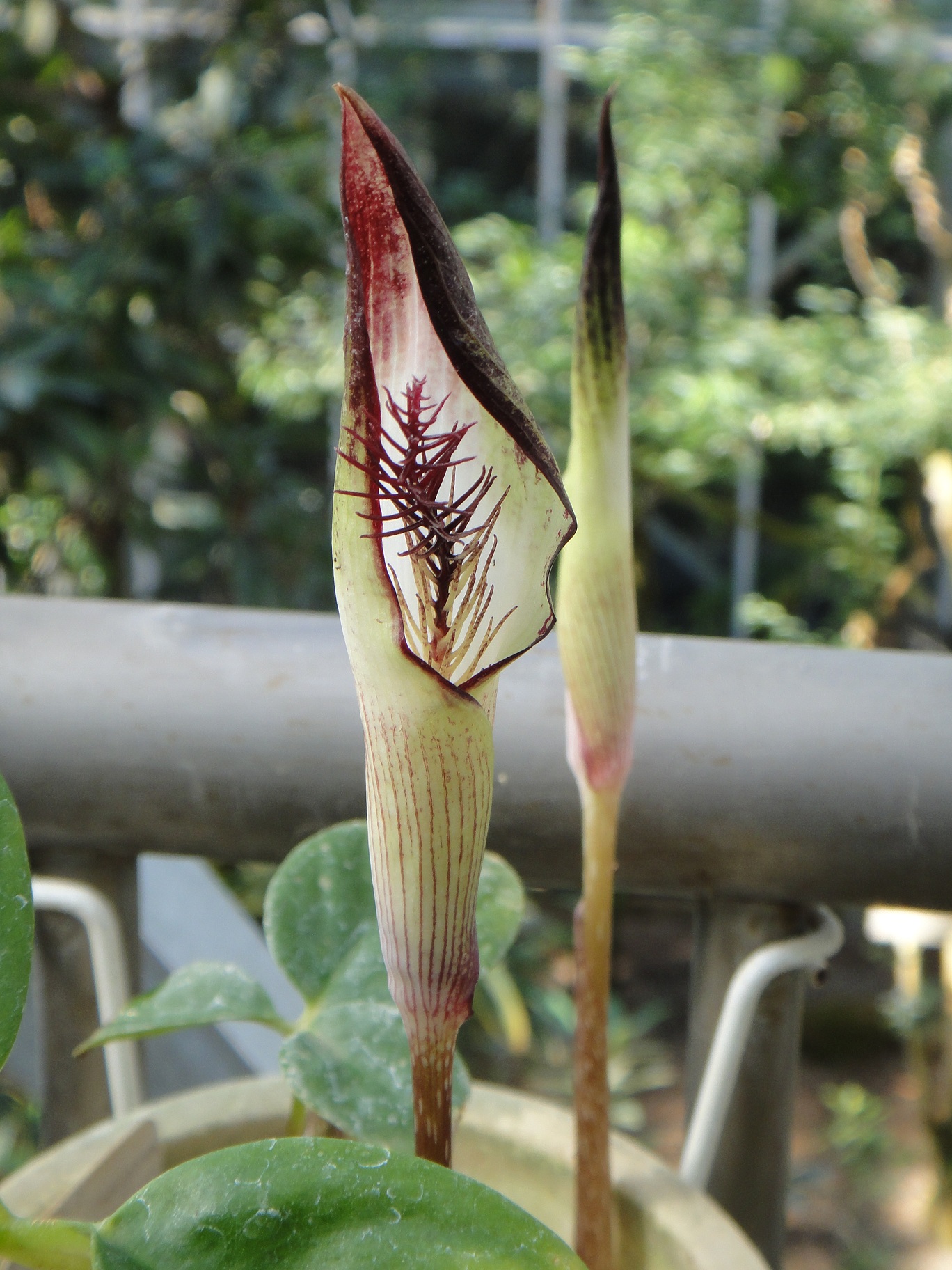 Arisaema lihengianum 大サイズ根茎 Arisaema lihengianum 大サイズ根茎 Guangxi, China産】Arisaema